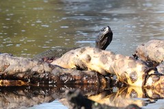 Pseudemys rubriventris