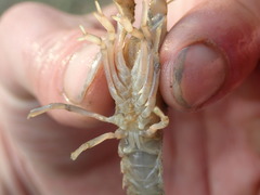Procambarus planirostris