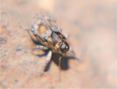 Cylindrocopturus scaphiformis