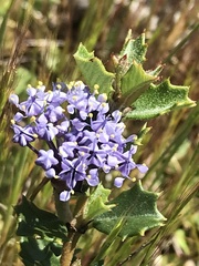 Ceanothus confusus