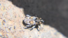 Cylindrocopturus scaphiformis