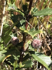 Ceanothus confusus