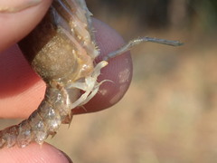 Procambarus planirostris