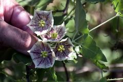Philibertia gilliesii