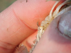 Procambarus planirostris