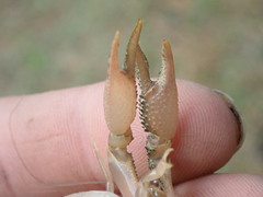 Procambarus planirostris