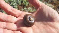 Powelliphanta marchanti