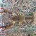 巨頭惡魔螯蝦 - Photo 由 Daniel Folds 所上傳的 (c) Daniel Folds，保留部份權利CC BY-NC