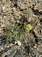 Cymopterus glomeratus greeleyorum