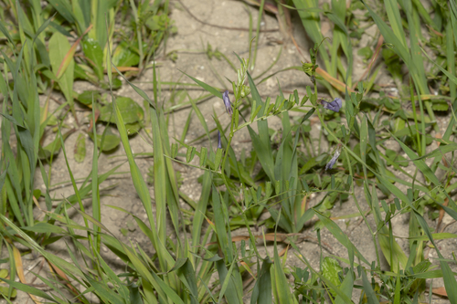 Image of Vicia peregrina by (c) Eleftherios Katsillis, some rights reserved (CC BY)