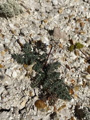 Lomatium canbyi