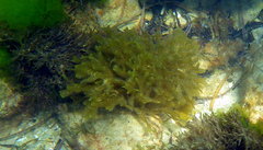 Dictyopteris australis