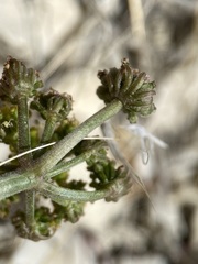 Lomatium foeniculaceum macdougalii