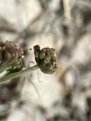 Lomatium foeniculaceum macdougalii