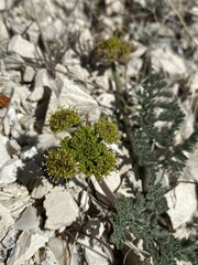 Lomatium foeniculaceum macdougalii