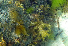 Dictyopteris australis