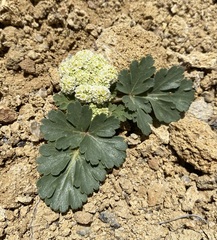 Cymopterus corrugatus