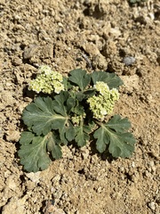 Cymopterus corrugatus