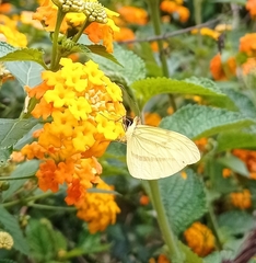 Dismorphiinae