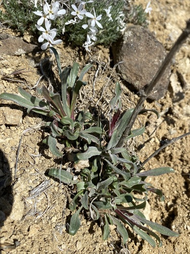 Image of Penstemon miser by (c) Matt Berger, some rights reserved (CC BY)
