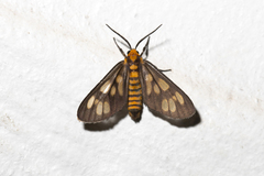 Eressa megalospilia