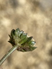 Cymopterus glomeratus greeleyorum
