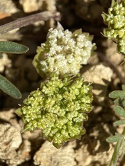 Cymopterus glomeratus greeleyorum