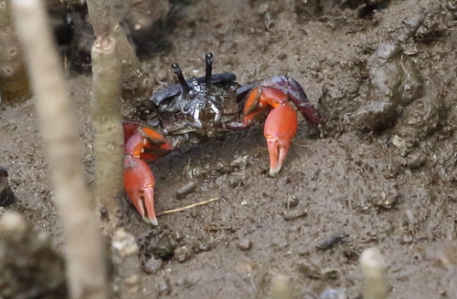 Heloecius cordiformis