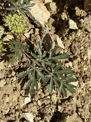 Cymopterus glomeratus greeleyorum