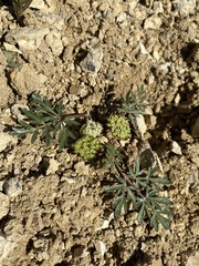 Cymopterus glomeratus greeleyorum