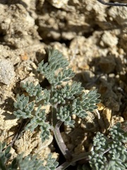 Lomatium foeniculaceum macdougalii