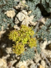Lomatium foeniculaceum macdougalii
