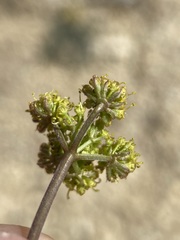 Lomatium foeniculaceum macdougalii