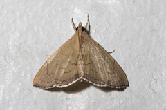 Hyalobathra crenulata