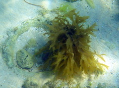 Dictyopteris australis