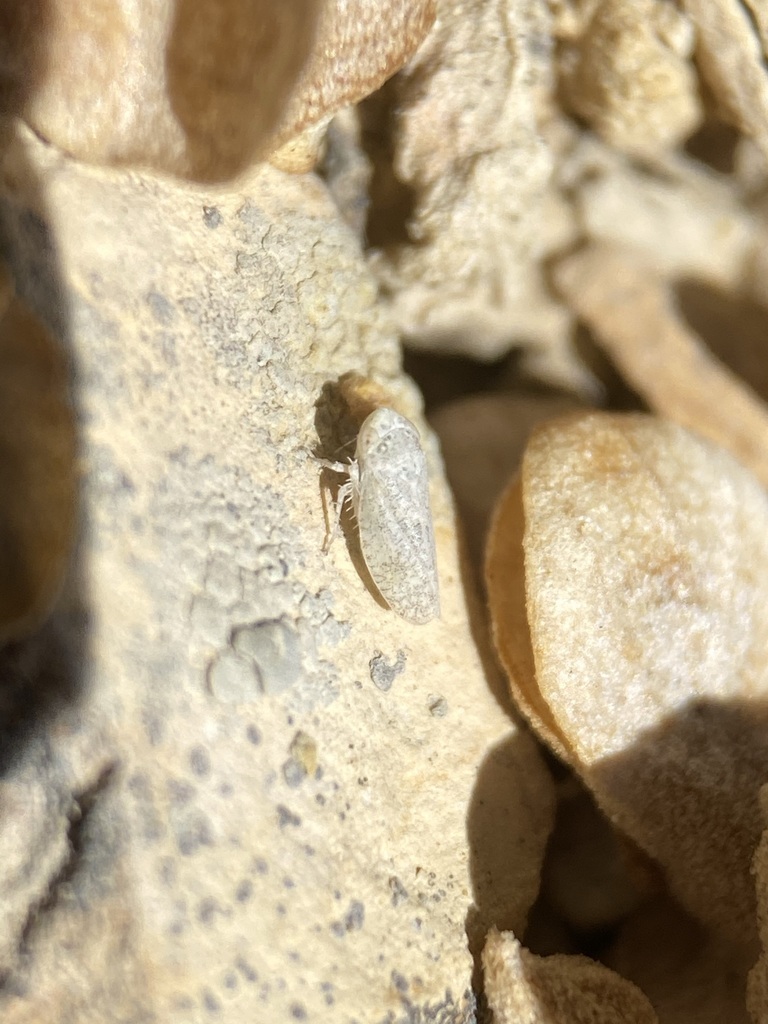 Aplanus