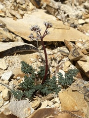 Lomatium canbyi