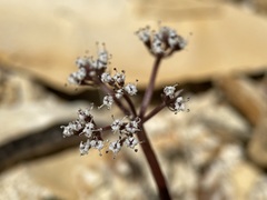 Lomatium canbyi