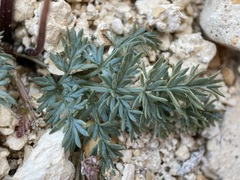 Lomatium canbyi
