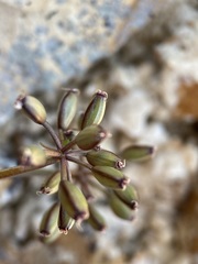 Lomatium canbyi