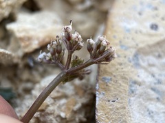 Lomatium canbyi