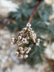 Lomatium canbyi