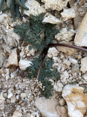 Lomatium canbyi