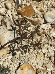 Lomatium canbyi