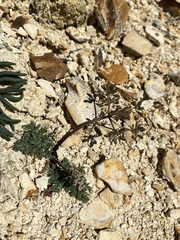 Lomatium canbyi