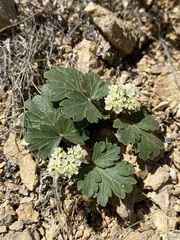 Cymopterus corrugatus