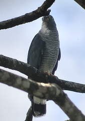 Chondrohierax uncinatus