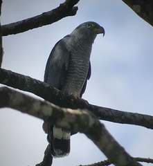 Chondrohierax uncinatus