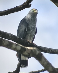 Chondrohierax uncinatus