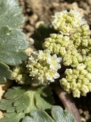 Cymopterus corrugatus